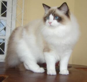 Descubre el Gato Ideal | Ragdoll