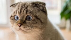 Descubre el Gato Ideal | Scottish-Fold