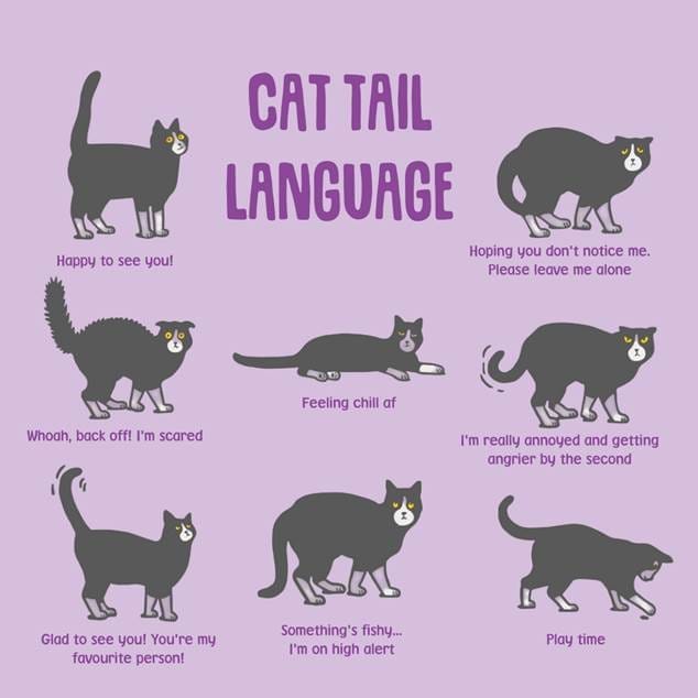 Ilustraciones de posiciones de la cola de un gato con sus correspondientes interpretaciones emocionales para ayudar a decodificar el lenguaje corporal del gato.