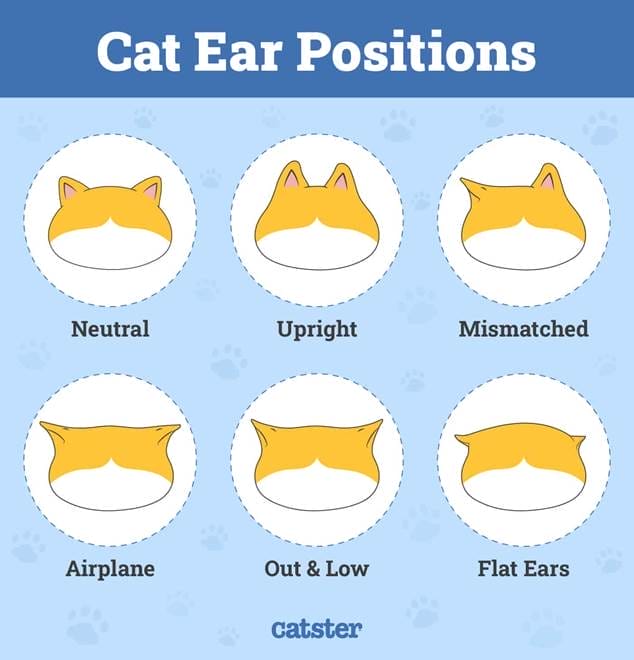 Ilustración de seis posiciones de las orejas de gato y sus nombres como indicadores del lenguaje corporal del gato.